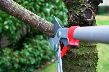 Tips For Hiring A Tree Trimming Service