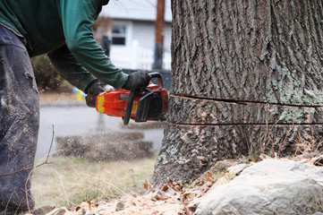 Tree Removal: Different Ways To Get Rid Of Them