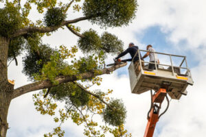 tree service