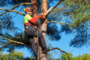 Tree Surgeons Leeds