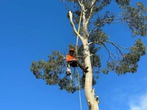 Tree Surgeons Leeds