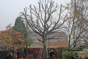 Crown Reduction Leeds