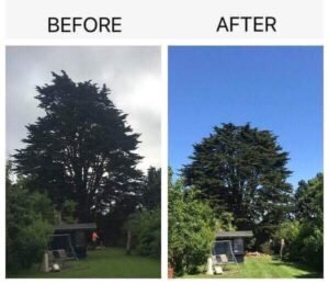 Crown Reduction Leeds