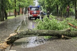 Emergency Tree Services Leeds
