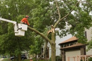 Emergency Tree Services Leeds