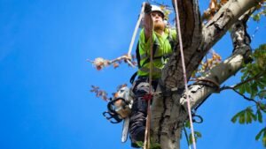 Tree Felling Leeds