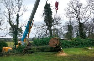 Tree Felling Leeds