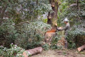 Tree Felling Leeds
