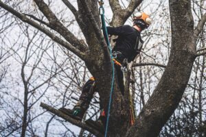 Tree Pruning Leeds