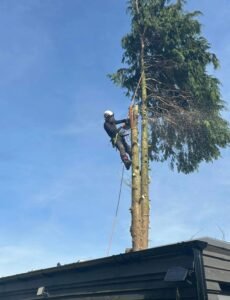 Tree Pruning Leeds