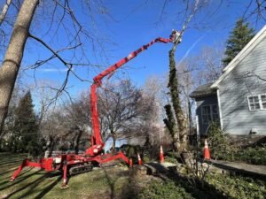 Tree Removal Leeds