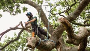 Tree Removal Leeds