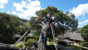 Tree Removal Leeds