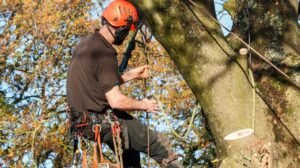 Tree Surgeons Leeds