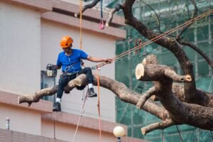 Tree Surgeons Leeds