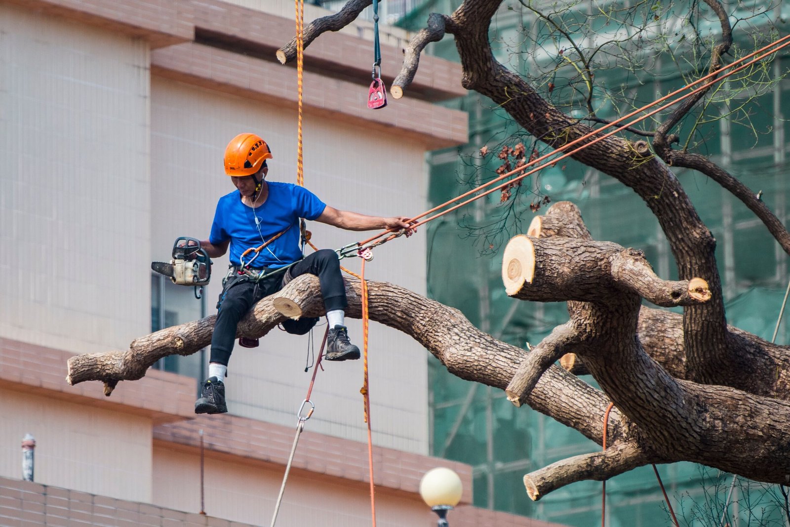 Tree Surgeons Leeds