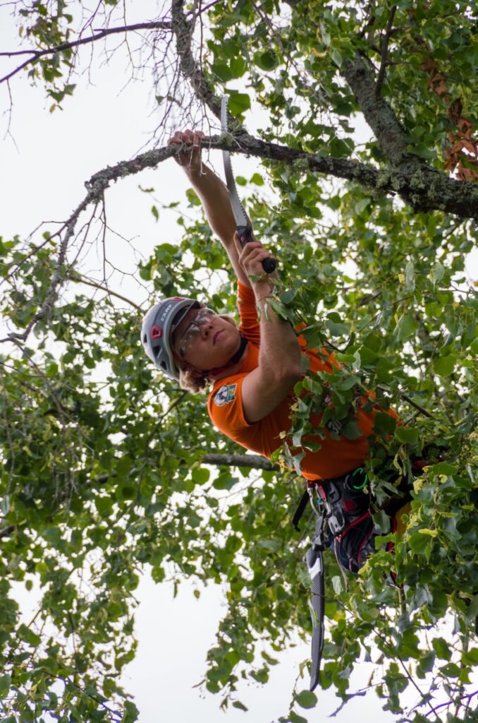 Tree Surgeons Leeds